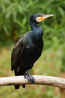 Kormoran